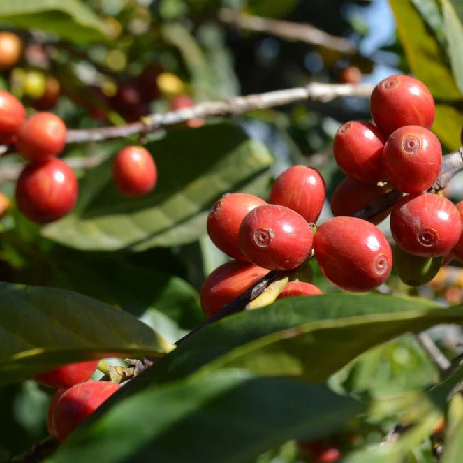 Red coffee berries on a branch with green leaves