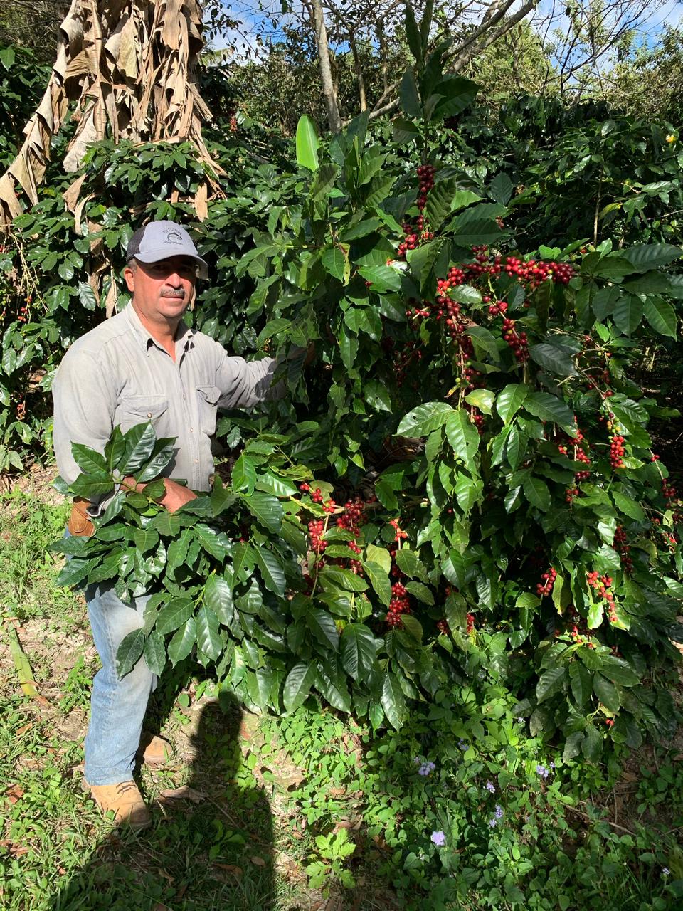 Meet Lantern: A Honduran Coffee Inspired by Sanna Wani’s New Book