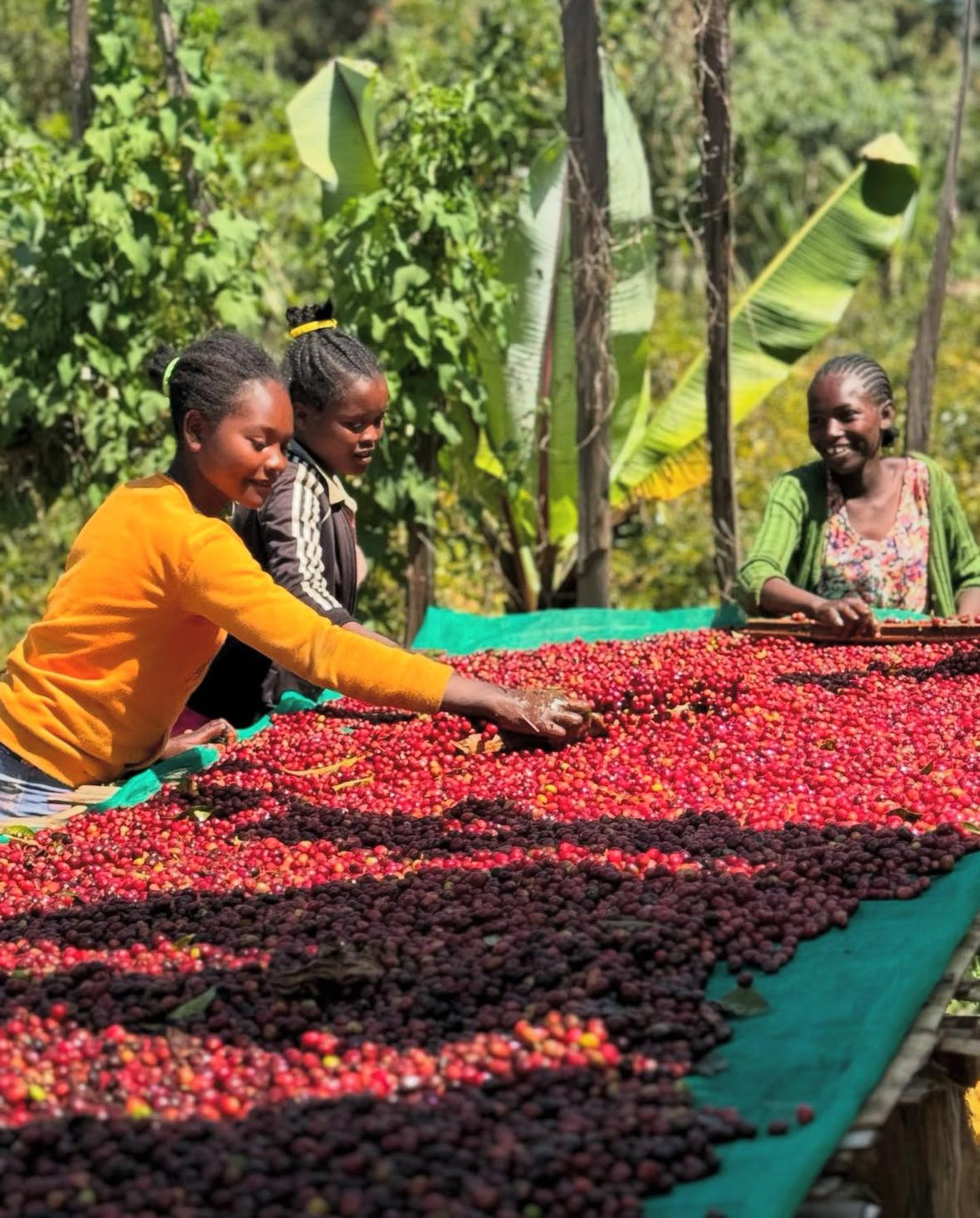 The Story of Proem: Ethiopia Yirgacheffe Banko