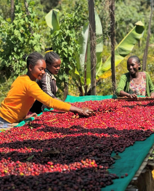 The Story of Proem: Ethiopia Yirgacheffe Banko