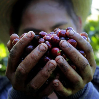Person holding a bunch of coffee cherries in an outdoor setting