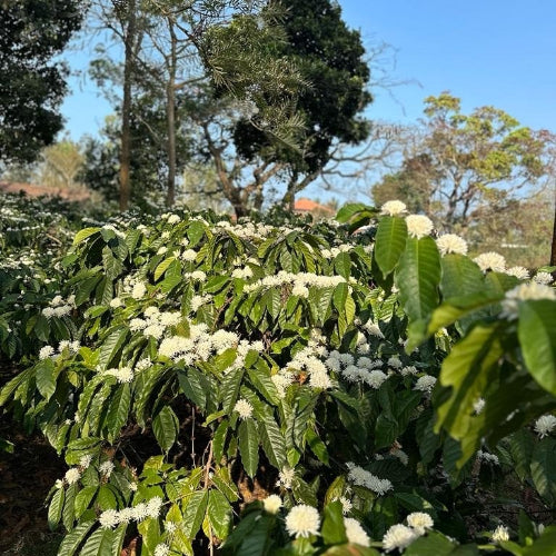 coffee plantation