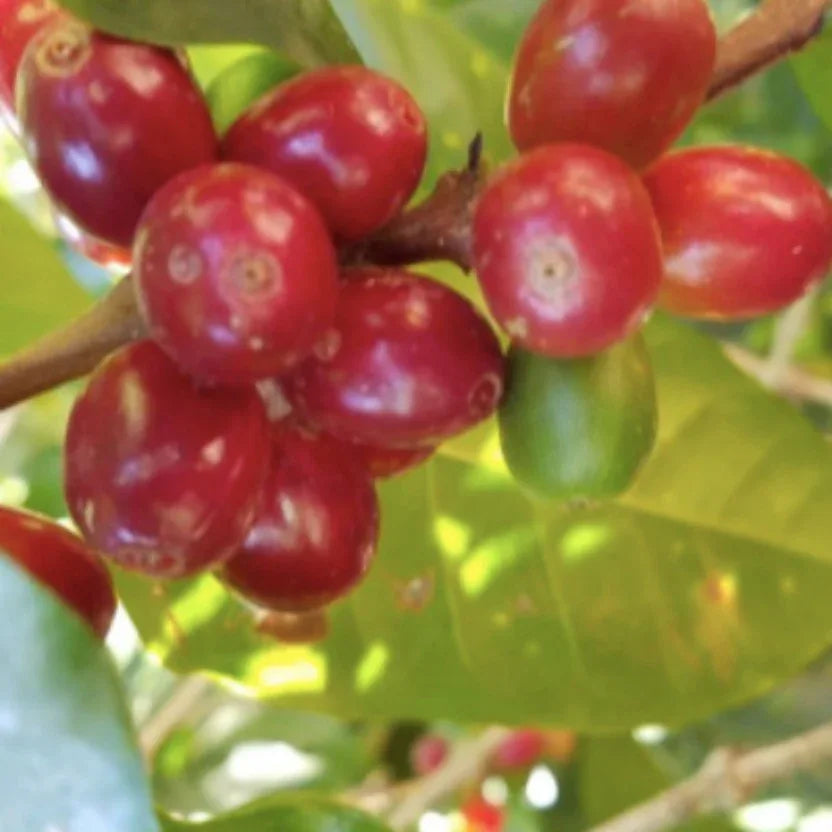 Close-up of red coffee berries on a branch with green leaves.