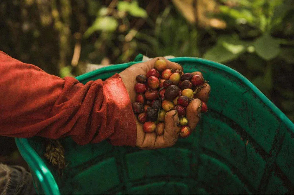 Hand holding a handful of coffee beans over a green bucket with a blurred natural background