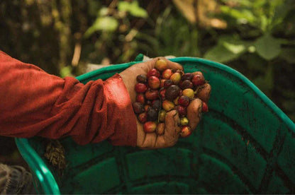 Hand holding a handful of coffee beans over a green bucket with a blurred natural background