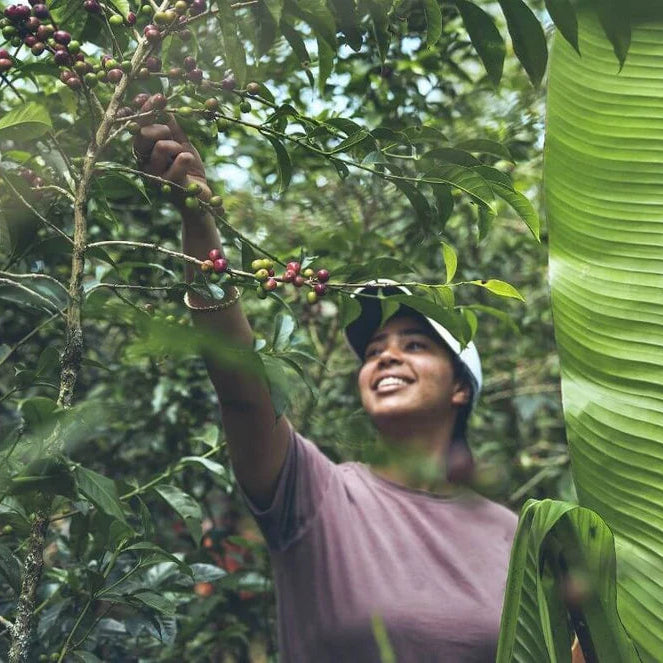 A smiling woman wearing a white cap and mauve t-shirt reaches up to harvest red coffee cherries from a tree, surrounded by lush green leaves and a large banana leaf in a tropical outdoor setting.