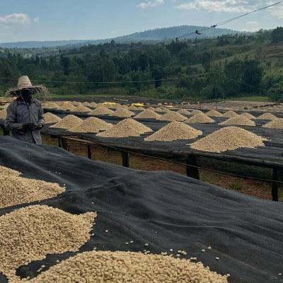 Coffee beans drying in the sun on a farm with a scenic background
