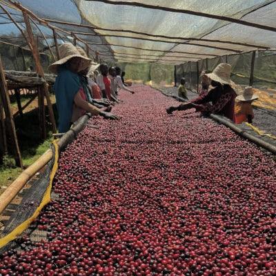 People sorting red coffee berries in a shaded area