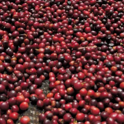 Close-up of a large number of red and purple cranberries.