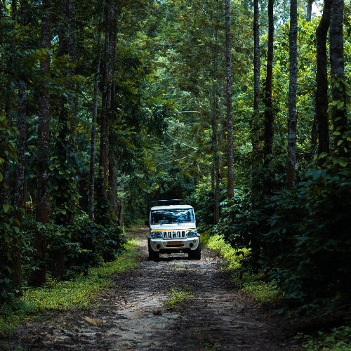 Forest