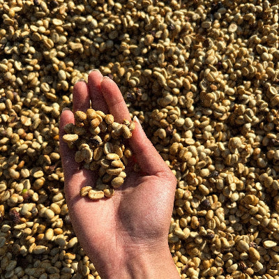 producer holding green coffee beans
