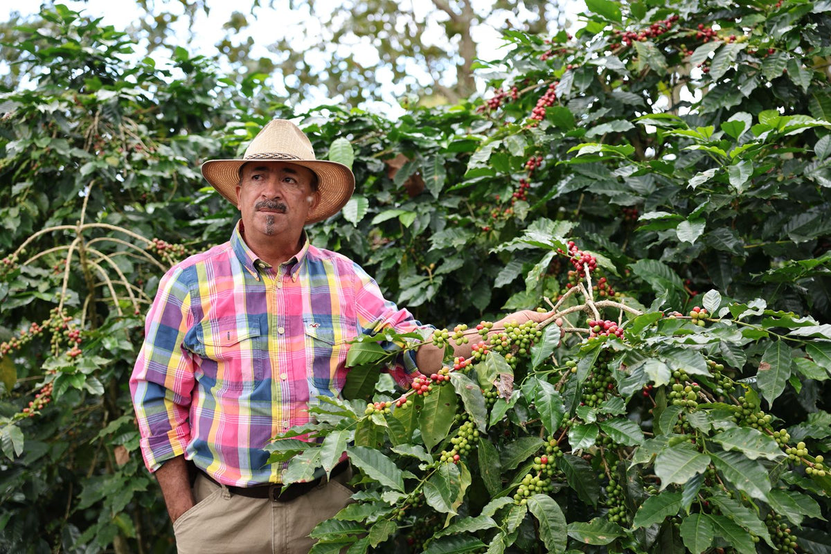 A man wearing a straw hat and a colorful plaid shirt stands in a coffee plantation holding a branch with green and red coffee cherries.