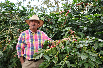 A man wearing a straw hat and a colorful plaid shirt stands in a coffee plantation holding a branch with green and red coffee cherries.