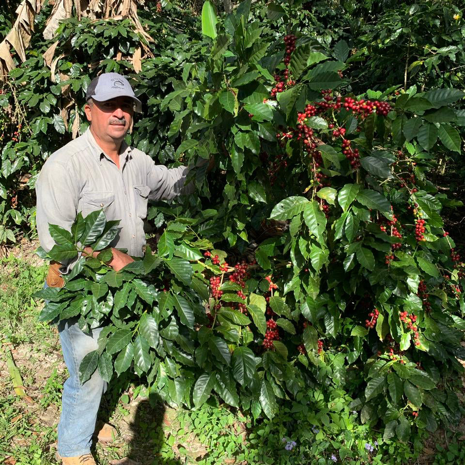 Lantern - Honduras - Light-Medium (New!)