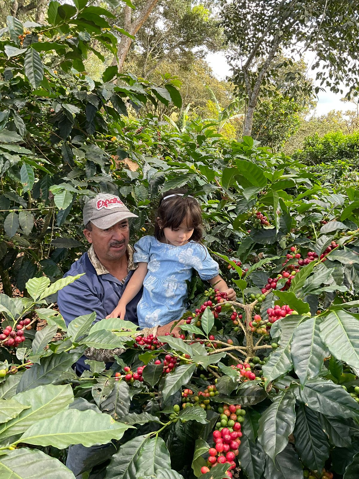 A man wearing a gray cap with 'Espro' written on it holds a young child while both harvest red coffee cherries from a lush green coffee plant in a farm setting.