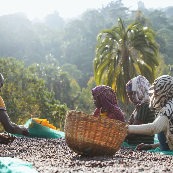 Three people outdoors on a ground covered with coffee beans, handling green and yellow bags and placing items into a large woven basket, with a lush green forest in the background.