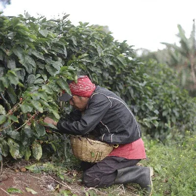Person picking coffee beans from a coffee plant in a field