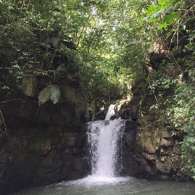 Waterfall in a lush green forest