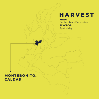 A bright yellow graphic with a faint outline map of Colombia, highlighting Montebonito, Caldas in dark blue. Text on the right reads 'HARVEST' with growing season dates, and text on the left reads 'MONTEBONITO, CALDAS' with a pointer line to the highlighted region.