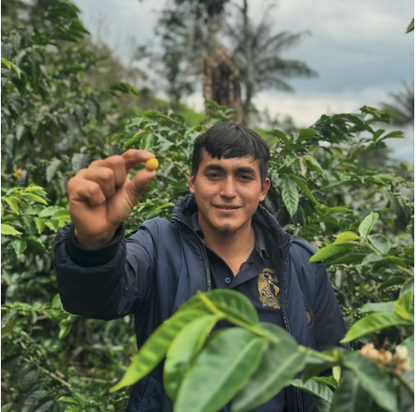 Ayni - Peru Microlot - Light-Medium (One-Batch Only)