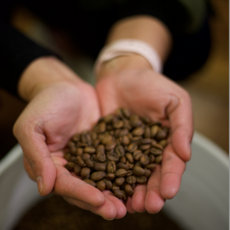 A close-up of a person's hands holding a small handful of roasted coffee beans above a large container filled with more coffee beans.