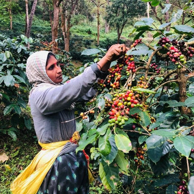 woman farmer picking coffee cherries
