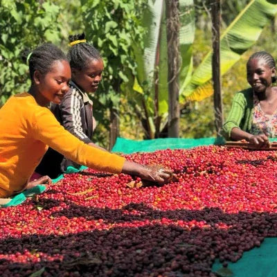 Three women sorting red coffee beans on a table outdoors.