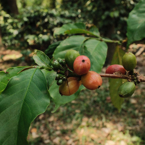 Coffee cherries