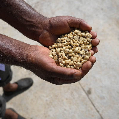 farmer holding green coffee beans