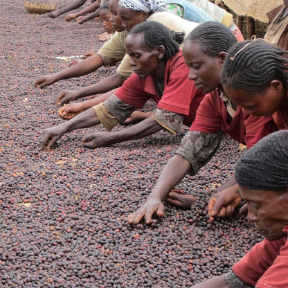 People sorting through dried fruits on a ground surface